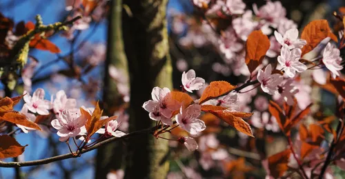 The image shows cherry plum blossom as the main subject, with delicate pale pink flowers and reddish-brown leaves prominently displayed against a bright blue sky. The photograph was taken in the early afternoon during spring, capturing vivid sunlight and clear skies which highlight the textures and colors of the plants and trees in the scene. The background includes tree trunks and additional branches, and the composition falls under the still life category with an emphasis on natural detail and botanical elements. The image showcases the seasonal bloom of cherry plum as part of the vibrant spring landscape.